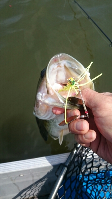 釣れるスピナーベイト 春を感じるルアーです 琵琶湖 瀬田川バス釣り ロクマルを狙い浪漫を追う